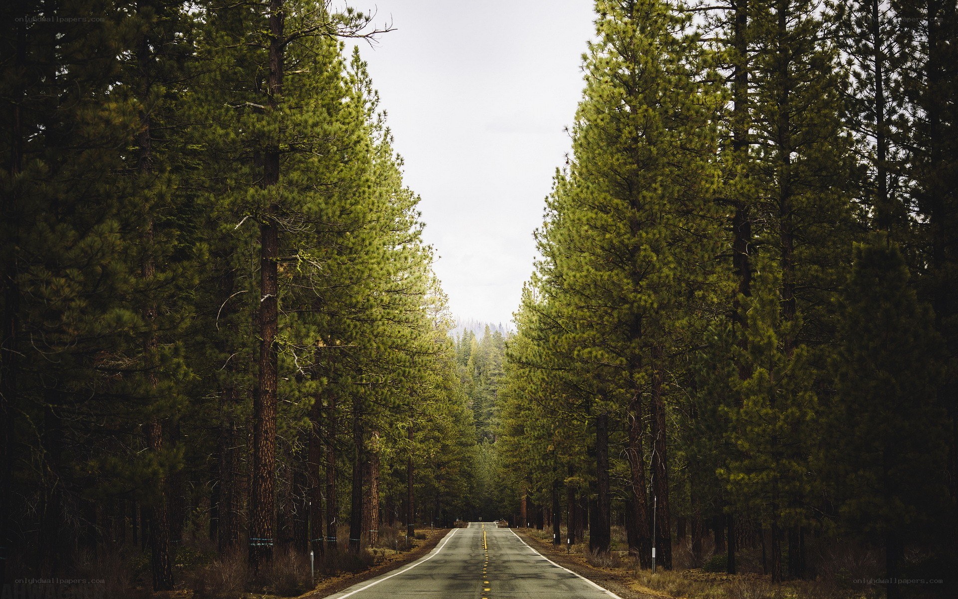 Road through pine forest