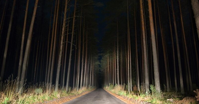 Road Through Pine Forest — Black