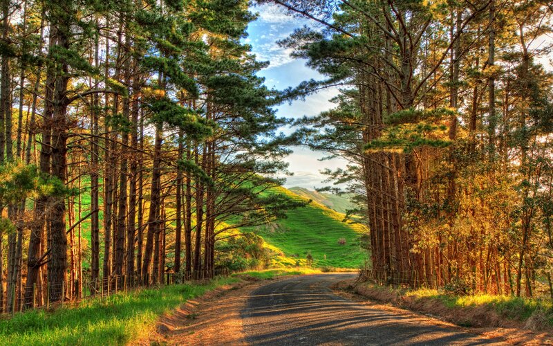 Road Through Pine Forest — Green, Serene, Afternoon, Photograph