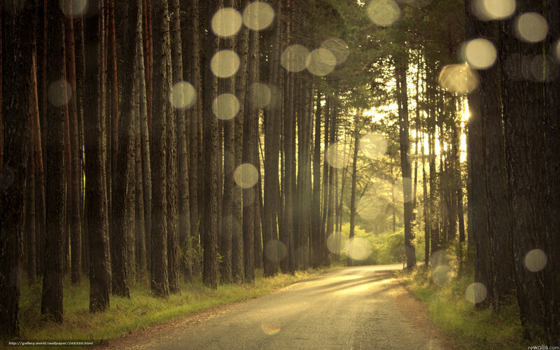 Road Through Pine Forest — Green, Serene, Afternoon, Photograph, Trees, Sunlight
