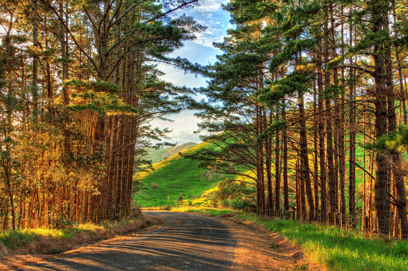 Road Through Pine Forest — Green, Serene, Afternoon, Photograph, Trees