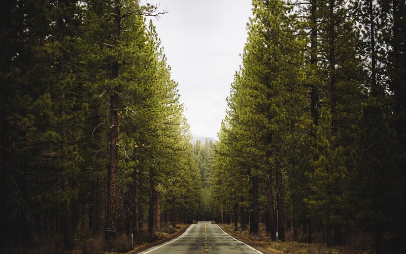 Road Through Pine Forest — Green, Serene, Morning
