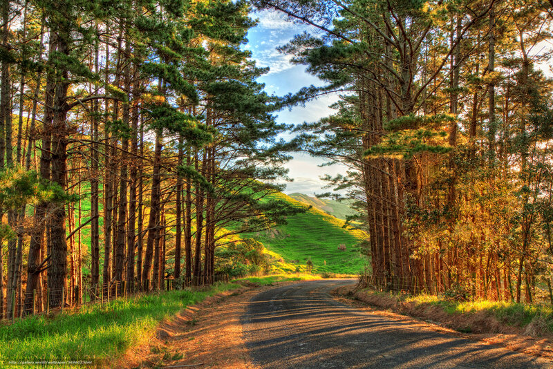 Road Through Pine Forest — Green, Serene, Sunset