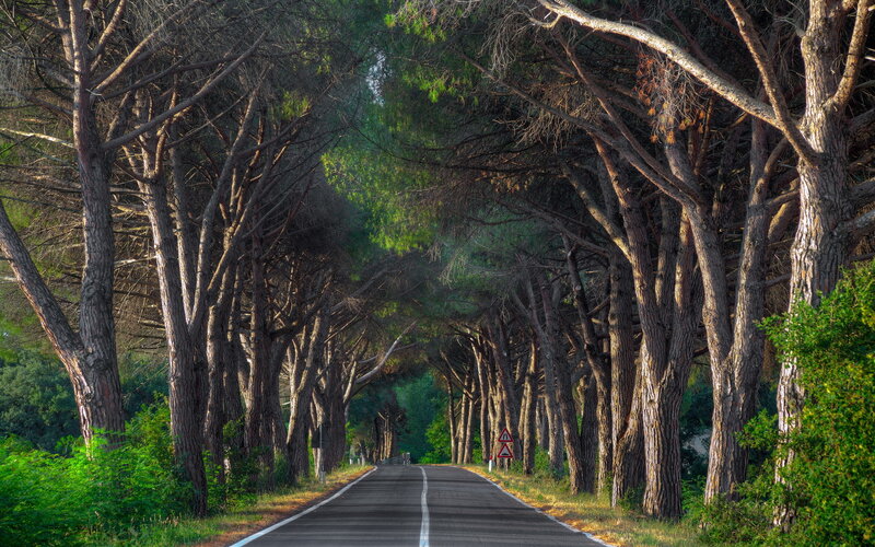 Road Through Pine Trees — Green