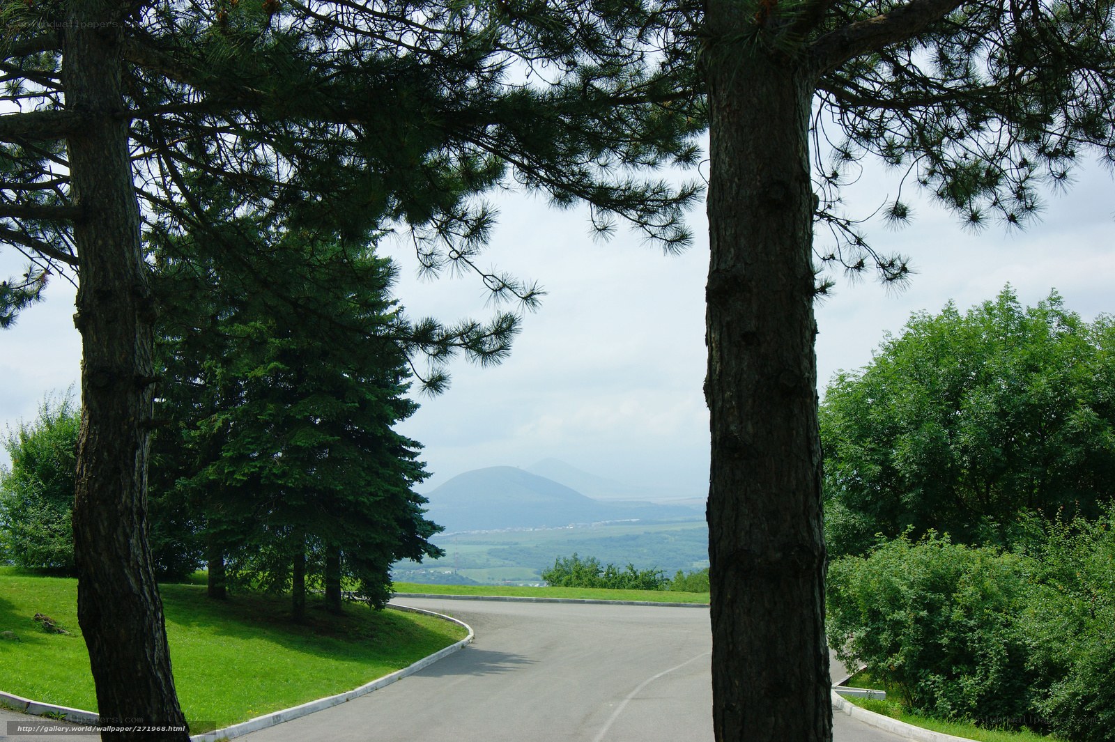 Road through pine trees