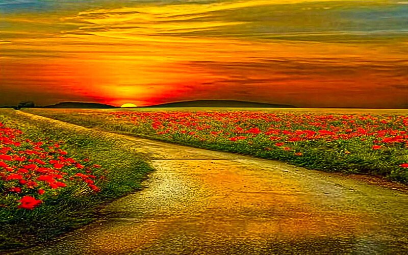 Road Through Poppy Field — Orange, Dramatic