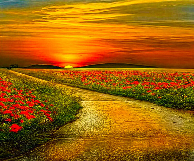 Road Through Poppy Field — Orange