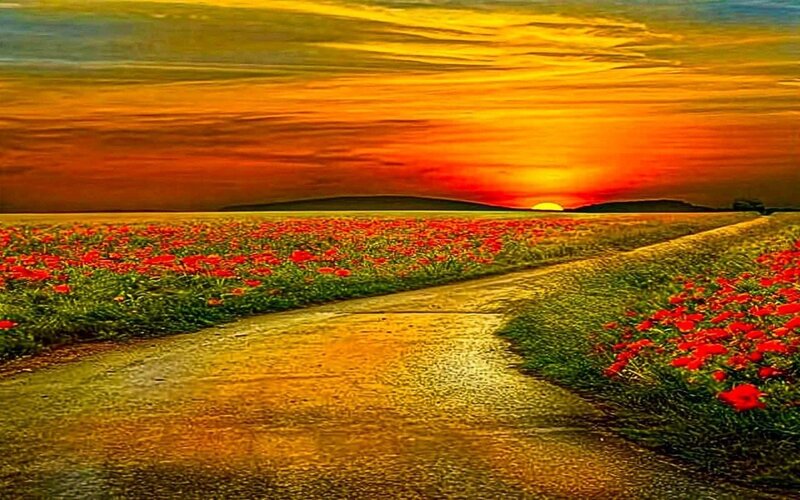 Road Through Poppy Field