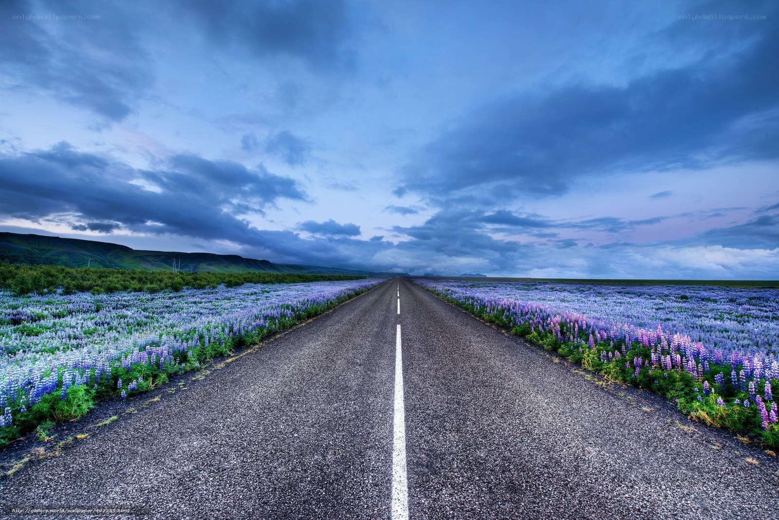 Road through purple flower fields