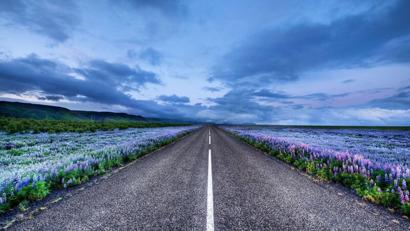 Road Through Purple Flowers