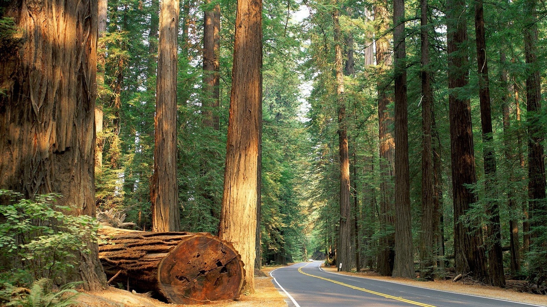 Road through redwood forest