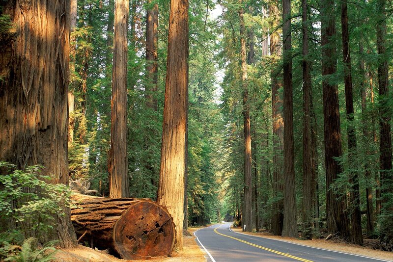 Road through redwood forest