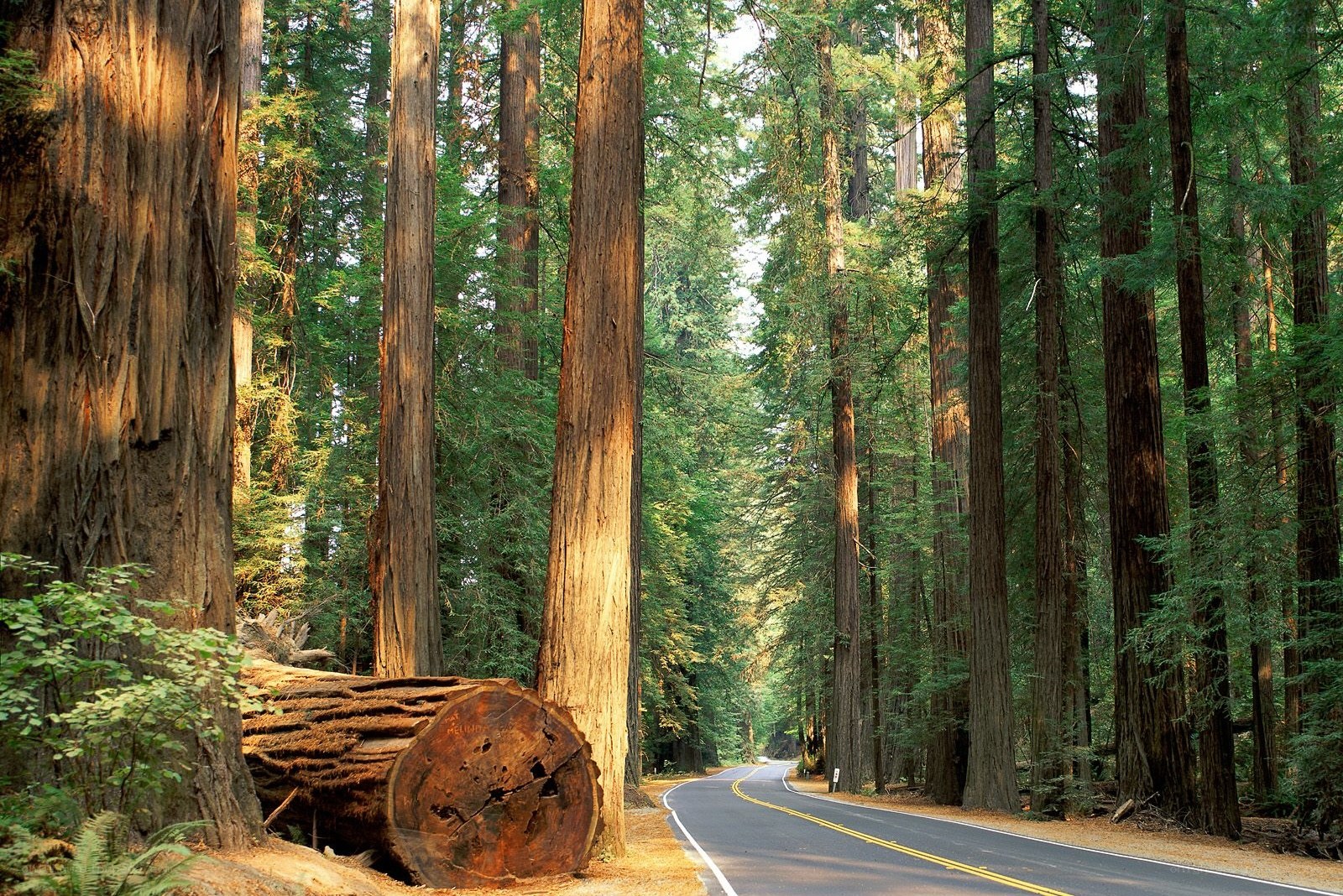 Road through redwood forest