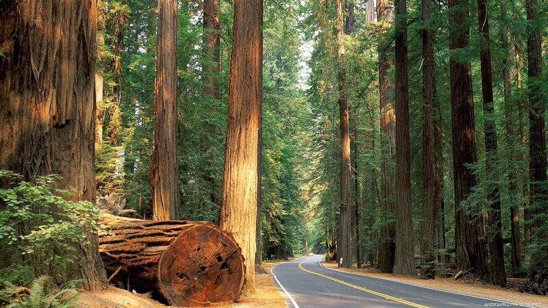 Road through redwood forest