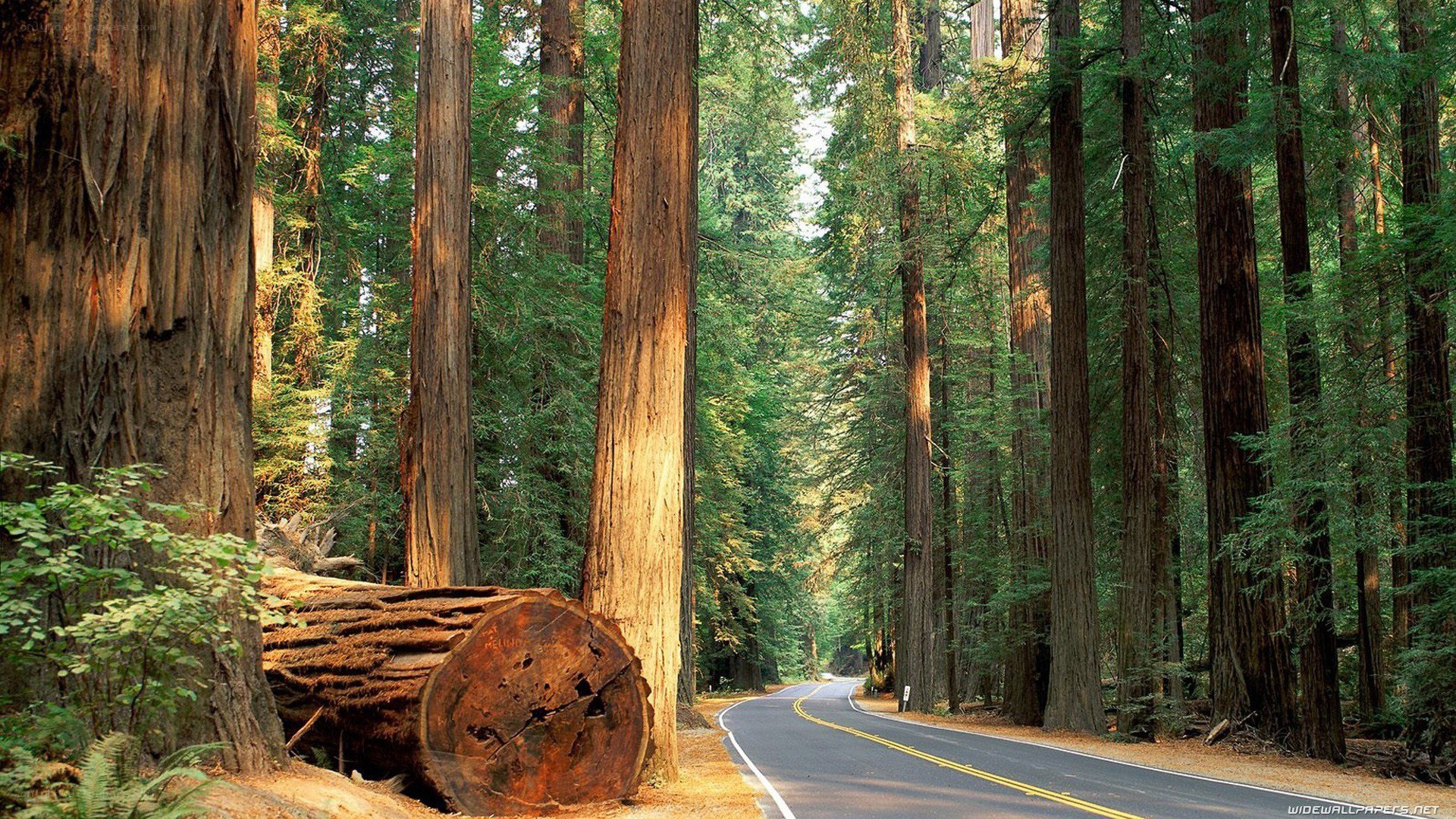 Road through redwood forest