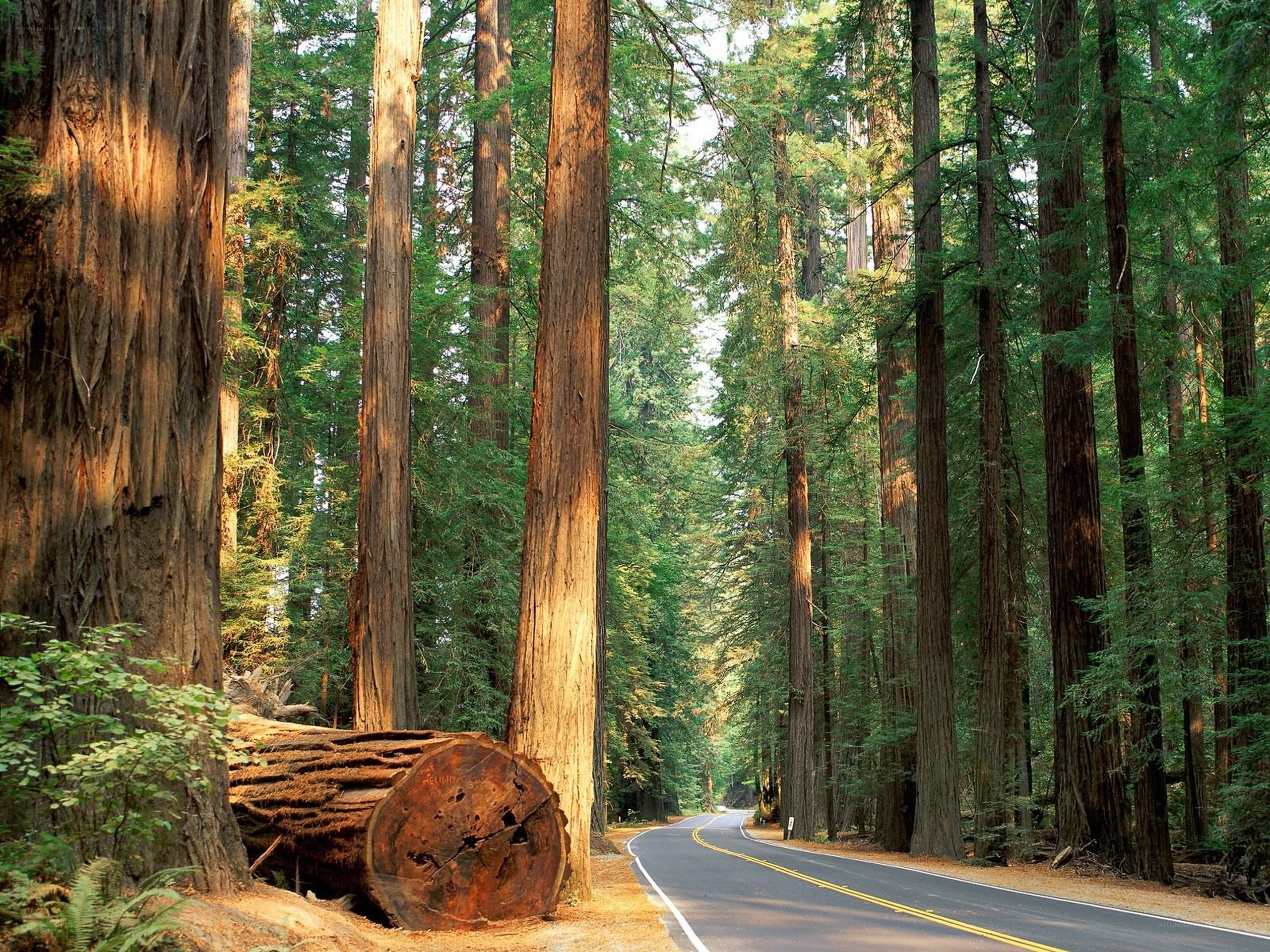 Road through redwood forest