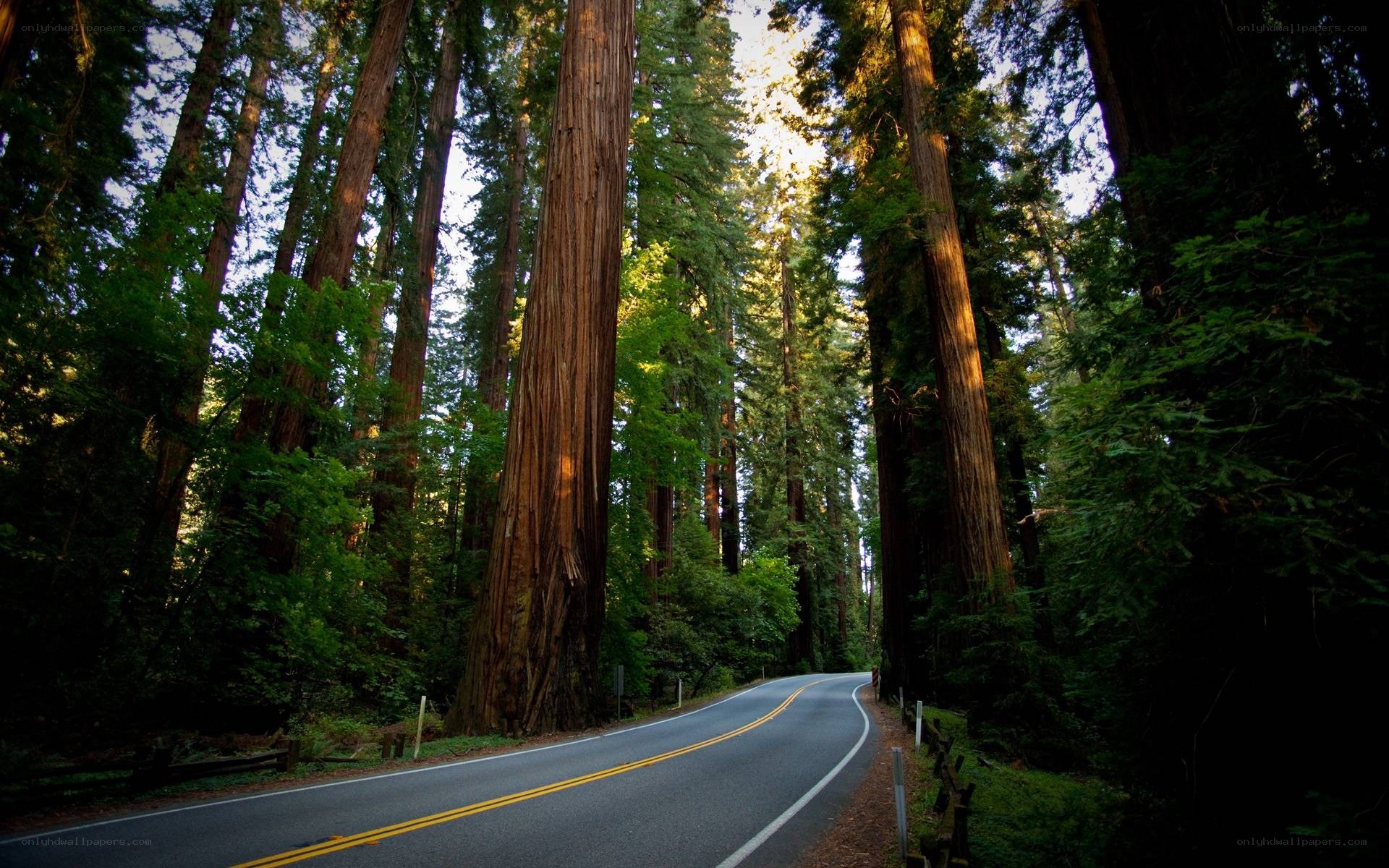 Road through redwood forest