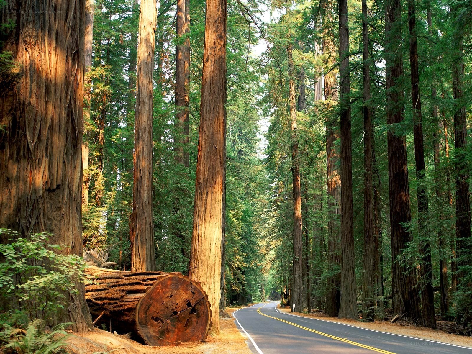 Road through redwood forest
