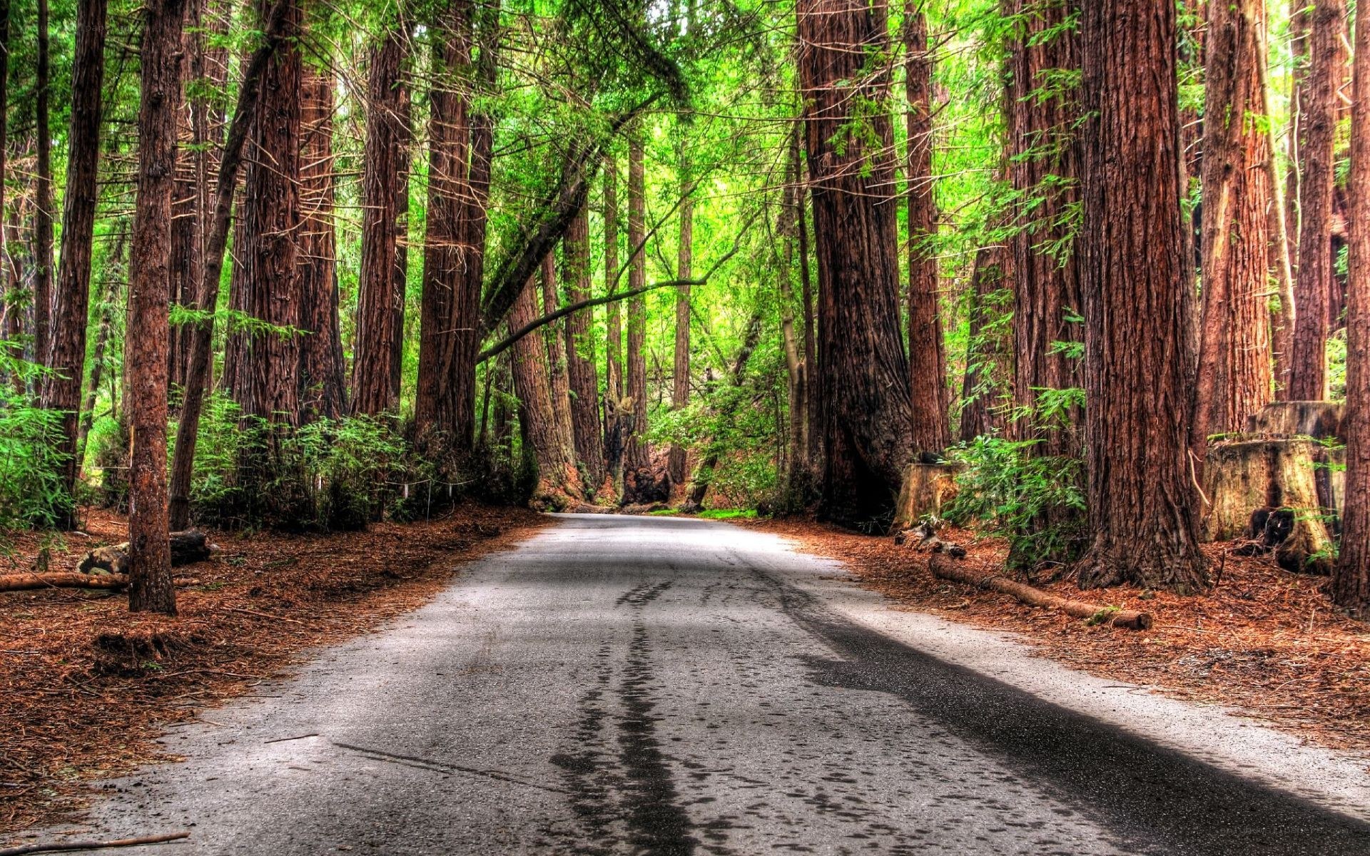 Road through redwood forest