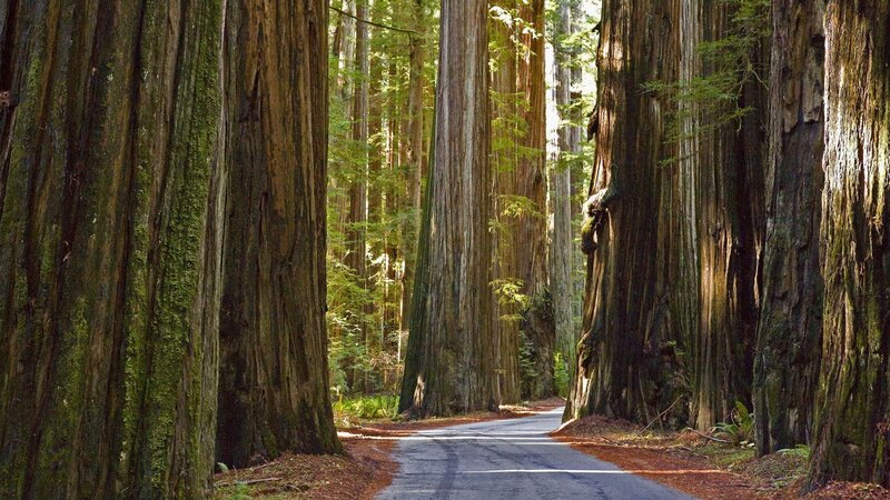 Road through redwood forest