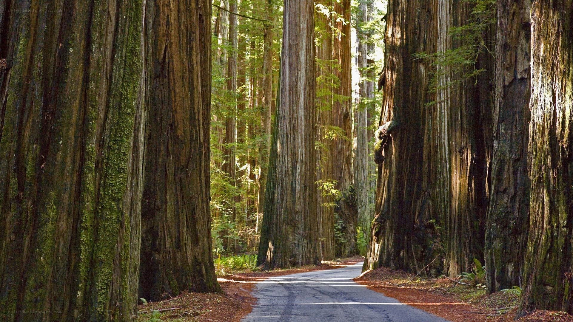 Road through redwood forest