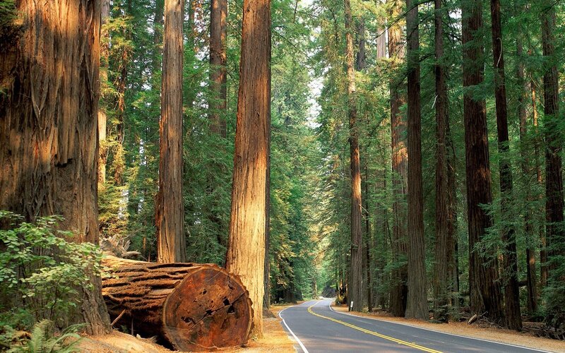 Road Through Redwood Forest — Green, Serene, Afternoon, Photograph, Trees, Log