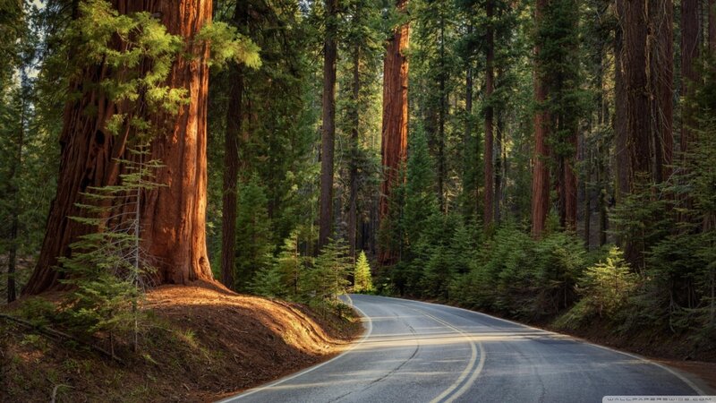 Road Through Redwood Forest — Green, Serene, Afternoon, Photograph, Trees, Sunlight
