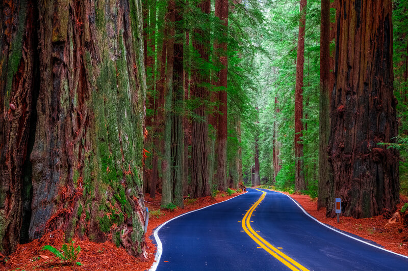 Road Through Redwood Forest — Green, Serene, Afternoon, Photograph, Trees