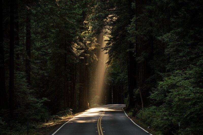 Road Through Redwood Forest — Green, Serene, Morning, Photograph