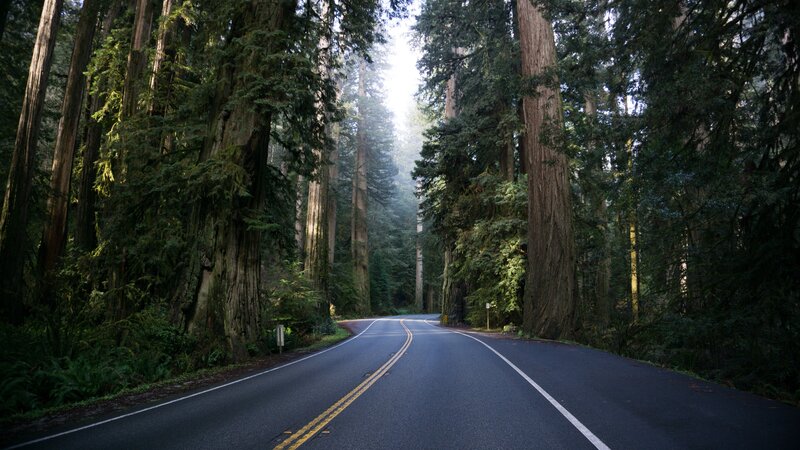 Road Through Redwood Forest — Green, Serene, Morning, Photograph, Trees