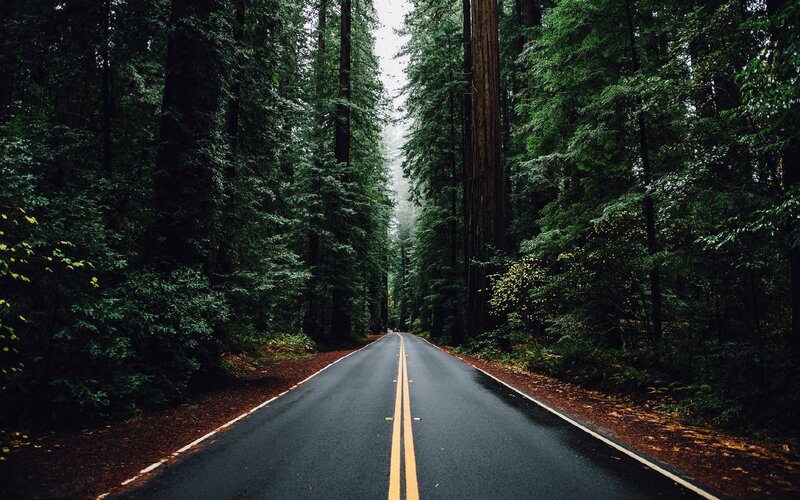 Road Through Redwood Forest — Green, Serene, Morning