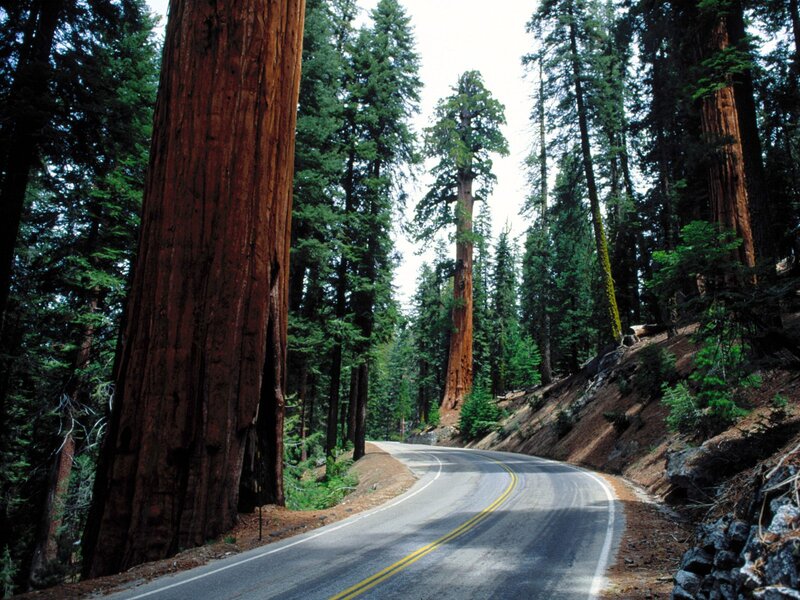 Road Through Redwood Forest — Green, Serene