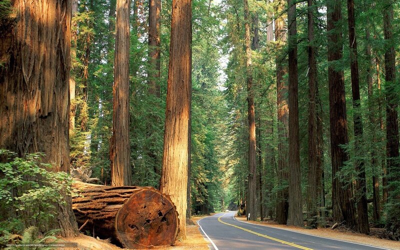 Road through redwood forest