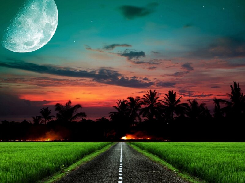 Road Through Rice Fields — Green