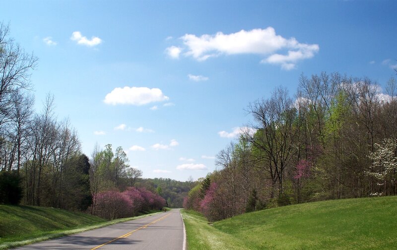 Road Through Spring Forest