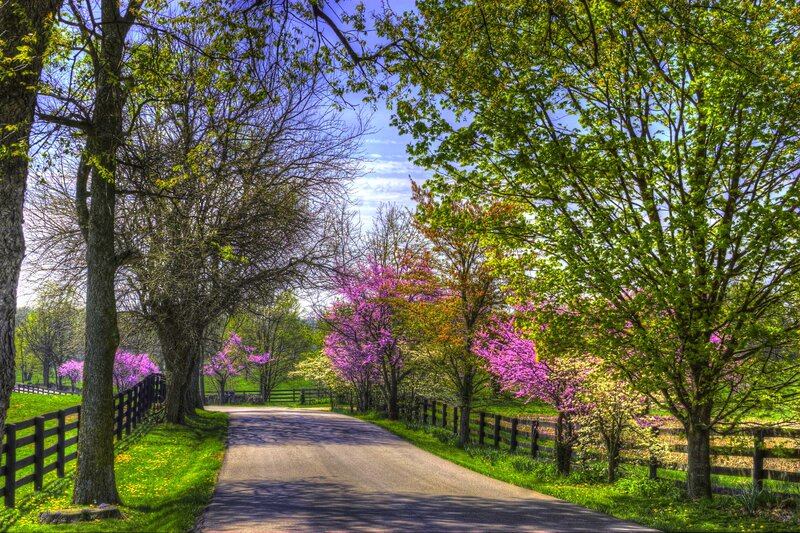 Road Through Spring Trees