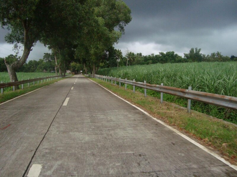 Road Through Sugarcane Fields — Green