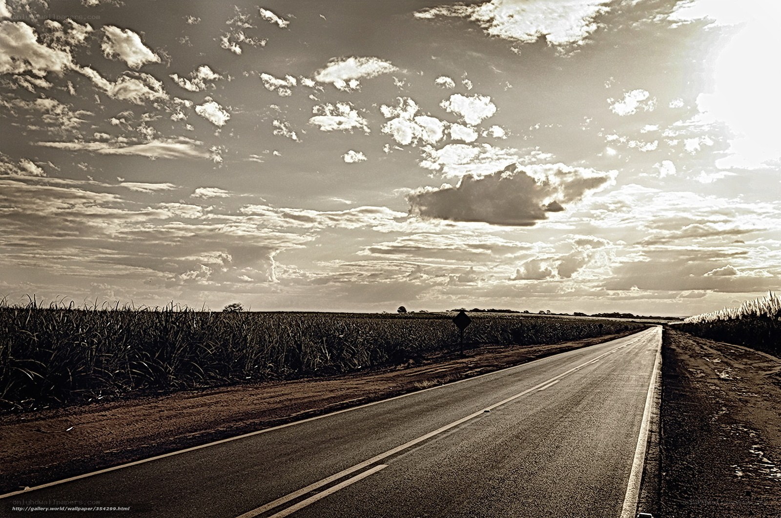 Road through sugarcane fields