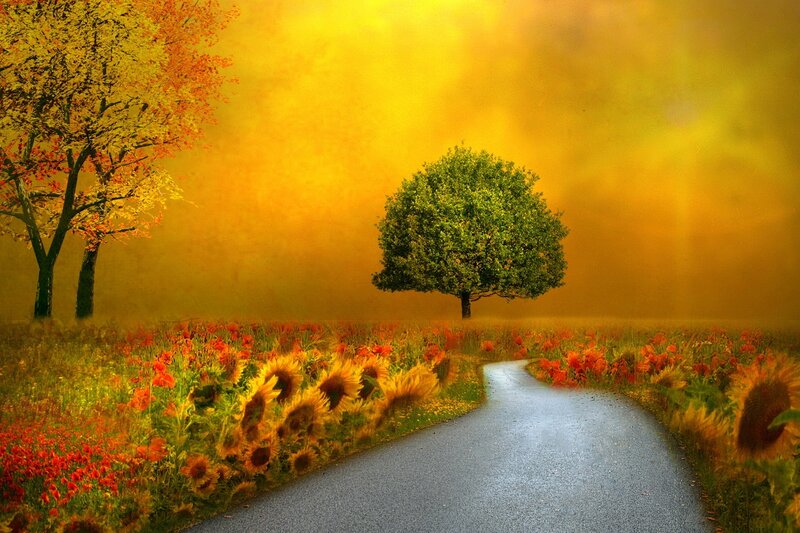 Road Through Sunflower Field