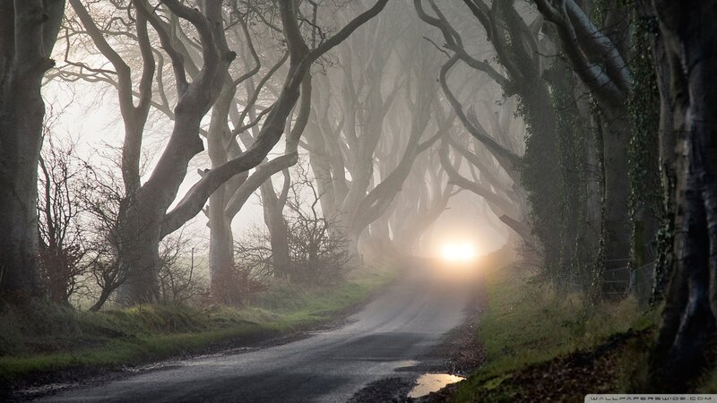 Road Through Tree Tunnel — Gray, Mysterious, Morning