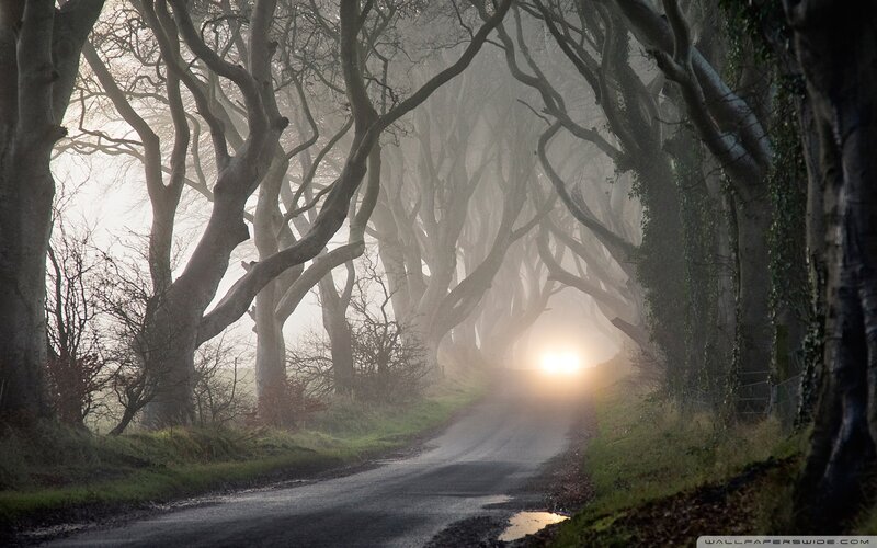 Road Through Tree Tunnel — Gray, Mysterious