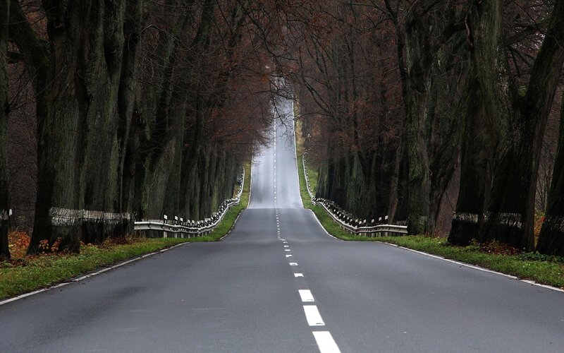Road Through Tree Tunnel — Gray, Serene, Autumn