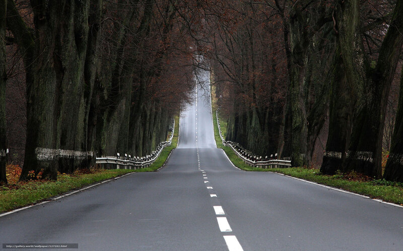 Road Through Tree Tunnel — Gray, Serene