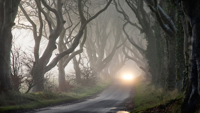 Road Through Tree Tunnel — Gray