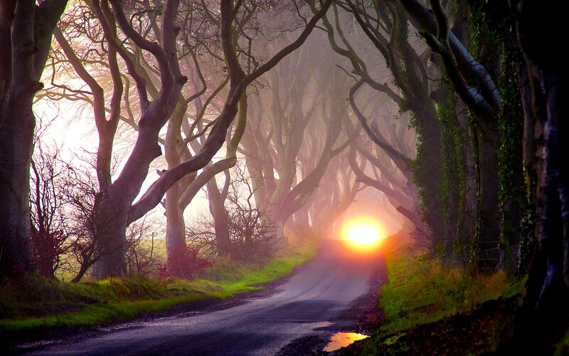 Road Through Tree Tunnel — Green, Mysterious, Sunset