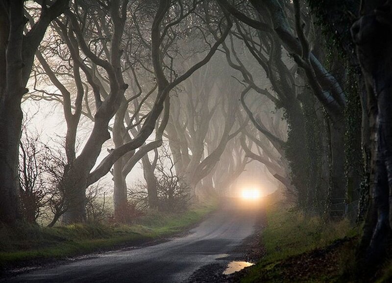 Road Through Tree Tunnel — Green, Mysterious
