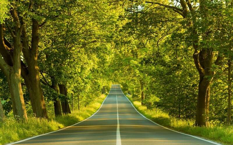 Road Through Tree Tunnel — Green, Serene, Afternoon, Photograph, Trees, Asphalt