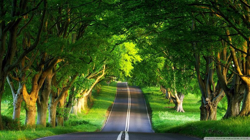Road Through Tree Tunnel — Green, Serene, Afternoon