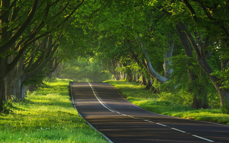 Road Through Tree Tunnel — Green, Serene, Morning