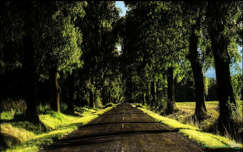 Road Through Tree Tunnel — Green, Serene